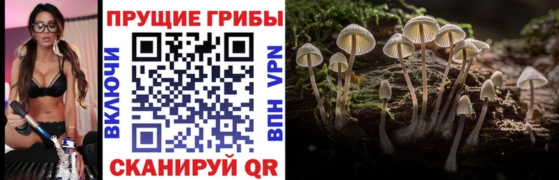 Купить закладки Киржач Галлюциногенные грибы Magic Shrooms